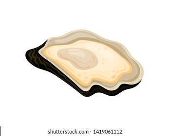 Black open striped oyster shell. Vector illustration on white background.