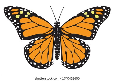 Mariposa naranja negra. Ilustración vectorial plana aislada en fondo blanco.