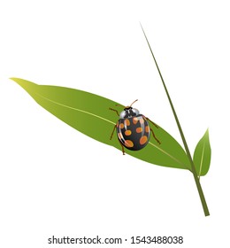 black and orange ladybugs on green bamboo leaves. drawing of animal species of insects and leaves with isolated white background.