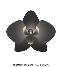 Black orchid. Black and golden flower bud. Vector illustration isolated on white background.