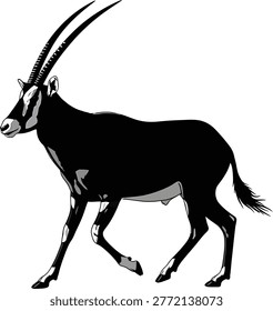 Black oryx antelope standing on grassy field