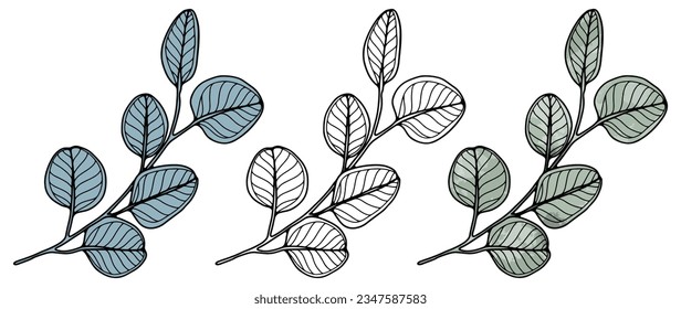 Black outline of a branch of eucalyptus and colored green eucalyptus on a white background. Eucalyptus for coloring books, plant silhouette. Object for creating patterns, designs, postcards, wallpaper