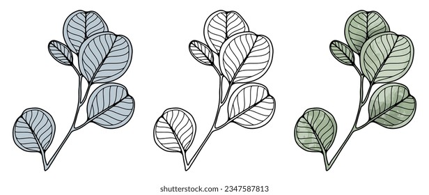 Black outline of a branch of eucalyptus and colored green eucalyptus on a white background. Eucalyptus for coloring books, plant silhouette. Object for creating patterns, designs, postcards, wallpaper