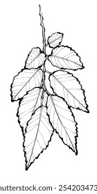 Black outline branch with leaves on white background. Siberian elm branch. Graphic drawing. Vector illustration.