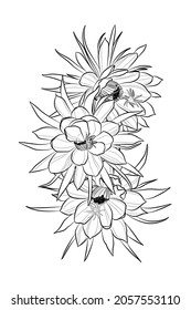 Black outline cactus flowers on white background. Epiphyllum oxypetalum, the Dutchman's pipe cactus (flowers). Graphic drawing. Vector illustration.