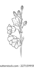 Black outline Campanula persicifolia (Peach-Leaved Bellflower) on white background. Graphic drawing. Vector illustration.