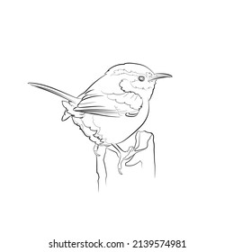 Black outline Carolina wren (Thryothorus ludovicianus) on white background. Graphic drawing. Vector illustration.