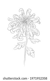 Black Outline Chrysanthemum Flower On White Background. Graphic Drawing. Vector Illustration.