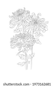 Black Outline Chrysanthemum Flowers On White Background. Graphic Drawing. Vector Illustration.