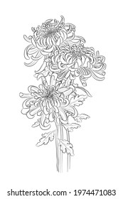 Black outline chrysanthemum flowers on white background. Vector illustration.