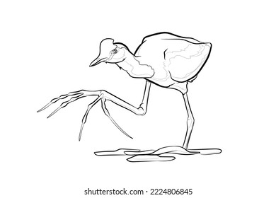 Black outline comb-crested jacana (Irediparra gallinacea) on white background. Graphic drawing. Vector illustration.