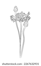 Black outline cornflower (Centaurea cyanus) on white background. Graphic drawing. Vector illustration.