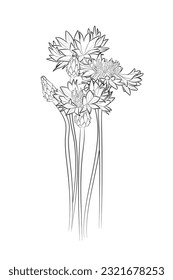 Black outline cornflowers on white background. Graphic drawing. Vector illustration.