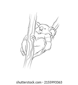 Black outline cute sleeping koala on white background. Graphic drawing. Vector illustration.