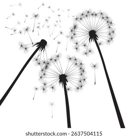 Black outline dandelions composition, eps illustration