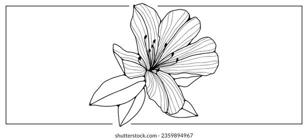 Black outline of a delicate azalea flower on a white background with a large leaf. An object for coloring, decorating, creating various designs and patterns. Hand drawn azalea drawing.