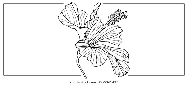 Black outline of a delicate hibiscus flower on a white background. Flower for coloring, decoration, creating various designs and patterns. Hand drawn flower drawing.