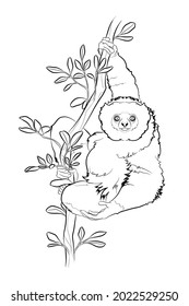 Black outline diademed sifaka (Propithecus diadema) on white background. Graphic drawing. Vector illustration.