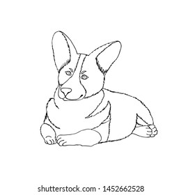 Black outline of a dog corgi. The puppy is lying on his stomach and is looking attentively. Hand drawing coloring for kids and adults. Stock Isolated vector illustration.