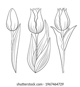 Black outline drawing of tulips on a white background. Anti-stress coloring book for children and adults.