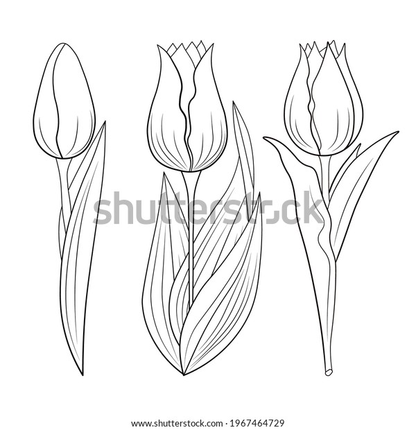 Black Outline Drawing Tulips On White Stock Vector (Royalty Free ...