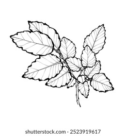 Black outline elm branch on white background. Ulmus pumila, the Siberian elm. Graphic drawing. Vector illustration.