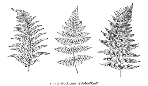 Black outline fern leaves on white background. Graphic drawing. Vector illustration.