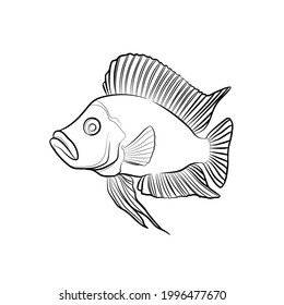 Black outline fish (Altolamprologus compressiceps) on white background. Graphic drawing. Vector illustration.