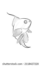 Black outline fish (Anthias anthias) on white background. Graphic drawing. Vector illustration.