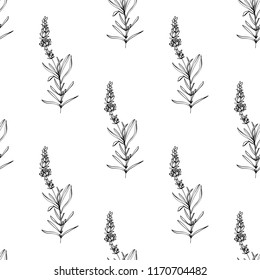 Black outline floral seamless pattern with lavender branch. Botanical illustration on white background. Vintage sketch. 