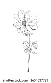 Black outline flower dahlia, bud and leaves. Isolated on white background.  Hand drawn. Doodle style. For floral design, prints, greeting card, textiles, invitations. Vector stock illustration.