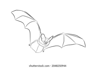 Black outline flying bat on white background. Graphic drawing. Vector illustration.