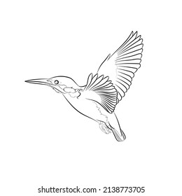 Black outline flying common kingfisher on white background. Graphic drawing. Vector illustration. 