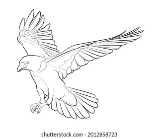 Black Outline Flying Crow On White Background. Graphic Drawing. Vector Illustration.