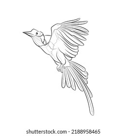Black Outline Flying Helmeted Hornbill (Rhinoplax Vigil) On White Background. Graphic Drawing. Vector Illustration.