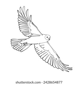 Black outline flying hen harrier on white background. Graphic drawing. Vector illustration.