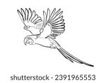 Black outline flying macaw on white background. Graphic drawing. Vector illustration.