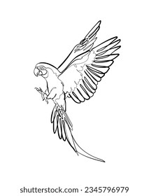 Black outline flying Macaw on white background. Graphic drawing. Vector illustration.