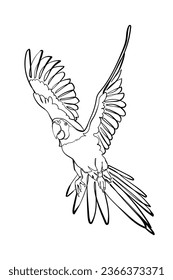 Black outline flying parrot (macaw) on white background. Graphic drawing. Vector illustration.