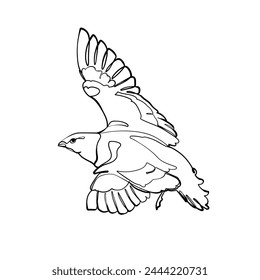 Black outline flying pin-tailed sandgrouse on white background. Graphic drawing. Vector illustration.