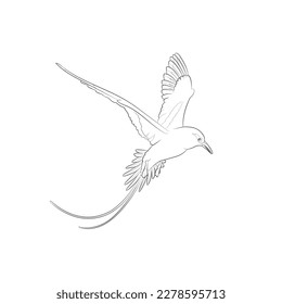 Black outline flying white-tailed tropicbird (Phaethon lepturus) on white background. Graphic drawing. Vector illustration.