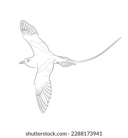 Black outline flying white-tailed tropicbird (Phaethon lepturus) on white background. Graphic drawing. Vector illustration.