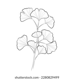 Black outline ginkgo branch with leaves on white background. Graphic drawing. Vector illustration.