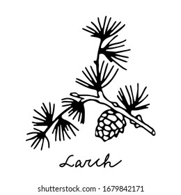 Black outline hand drawing vector illustration of a young fresh branch of larch with a cone isolated on a white background for coloring book with lettering Larch