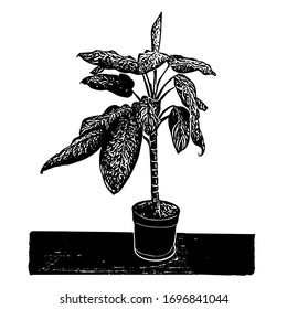 Dibujo manual con contorno negro ilustración vectorial de una planta decorativa Dieffenbachia en una olla aislada en fondo blanco