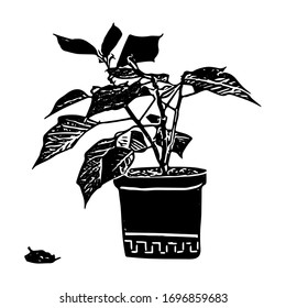 Schwarzer Umriss-handgezeichnete Vektorillustration einer dekorativen Pflanze Poinsettia in einem Topf einzeln auf weißem Hintergrund