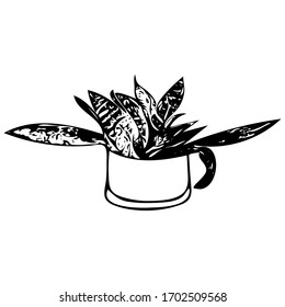 A Black outline hand drawing vector illustration of a decorative plant Sansevieria in a pot isolated on a white background