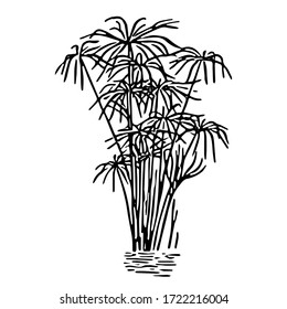 Black outline hand drawing vector illustration of a decorative plant paper reed in the water isolated on a white background