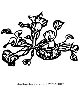 Black outline hand drawing vector illustration of an aquatic decorative plant with roots transplanting in the ground in aquarium isolated on a white background