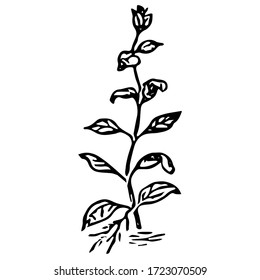 Black outline hand drawing vector illustration of an aquatic decorative plant with roots transplanting in the ground in aquarium isolated on a white background